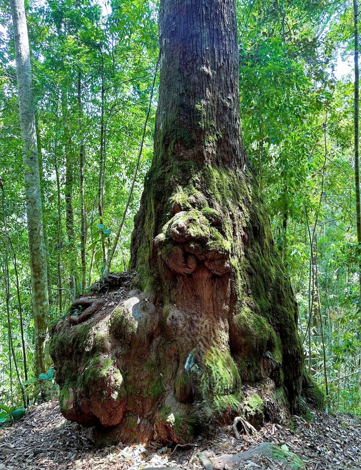 Một gốc cây Pơ mu trong quần thể 725 cây Pơ mu đã được công nhận là Cây di sản Việt Nam và là một trong những tài sản thiên nhiên vô giá của lâm phận