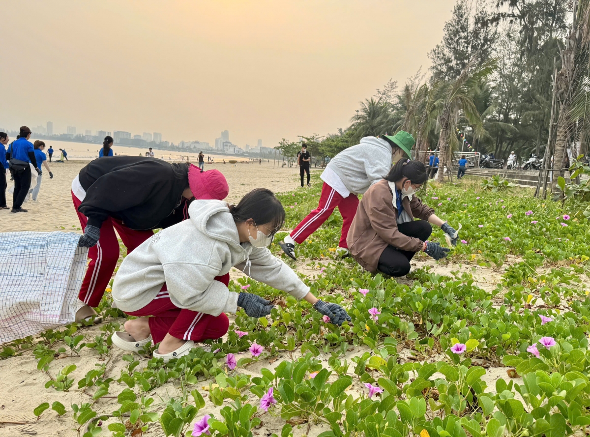 Các tình nguyện viên, phần lớn là các bạn sinh viên, thể hiện tinh thần xung kích, trách nhiệm của thế hệ trẻ trong việc chung tay bảo vệ môi trường biển