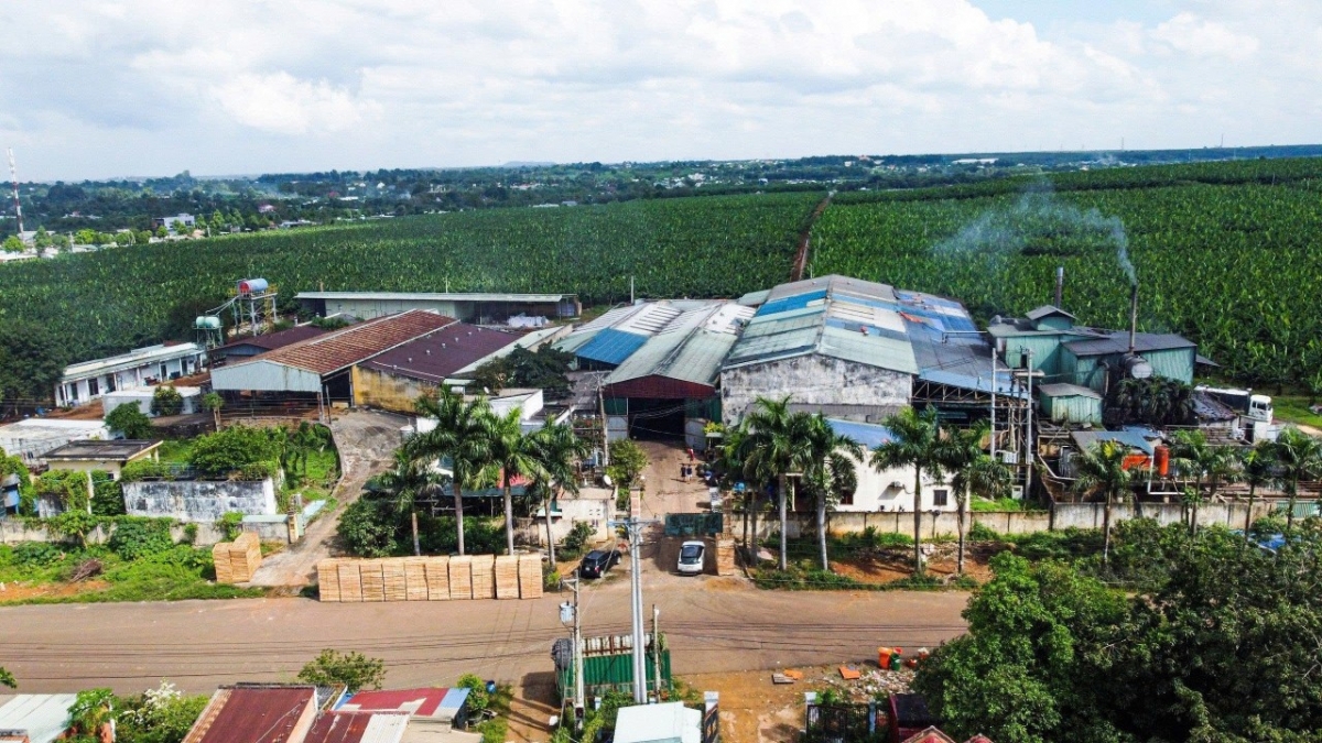 TP. Hồ Chí Minh: Quyết liệt xử lý doanh nghiệp chế biến cao su vi phạm môi trường