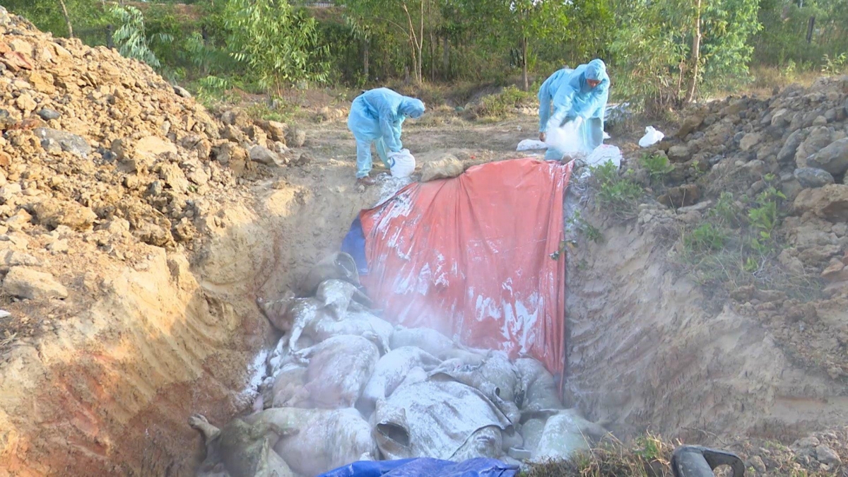Lâm Đồng quyết liệt khoanh vùng dịch tả heo châu Phi, bảo vệ môi trường chăn nuôi