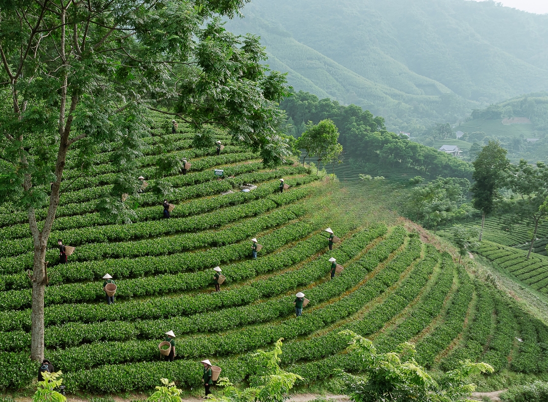 Thái Nguyên: Từ vùng chè truyền thống đến không gian kinh tế xanh hiện đại