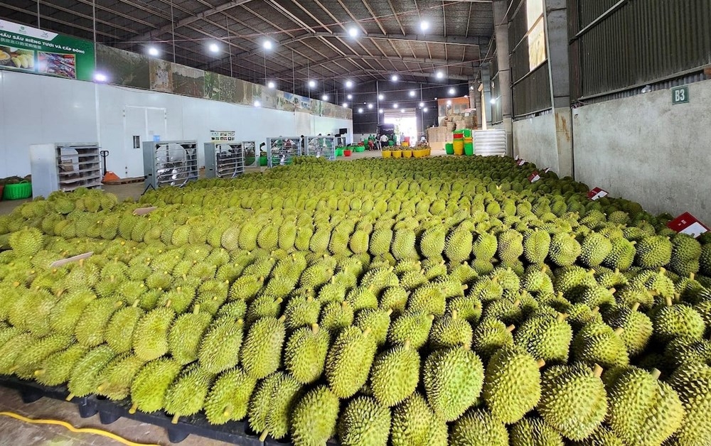 Đắk Lắk nâng tầm Lễ hội Sầu riêng 2026: Kết nối phát triển xanh từ cao nguyên đến vùng duyên hải