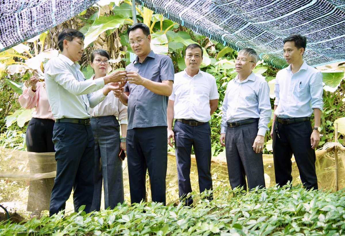 Lãnh đạo TP Đà Nẵng cùng đoàn công tác thăm, khảo sát thực tế vùng trồng Sâm Ngọc Linh tại xã Trà Linh