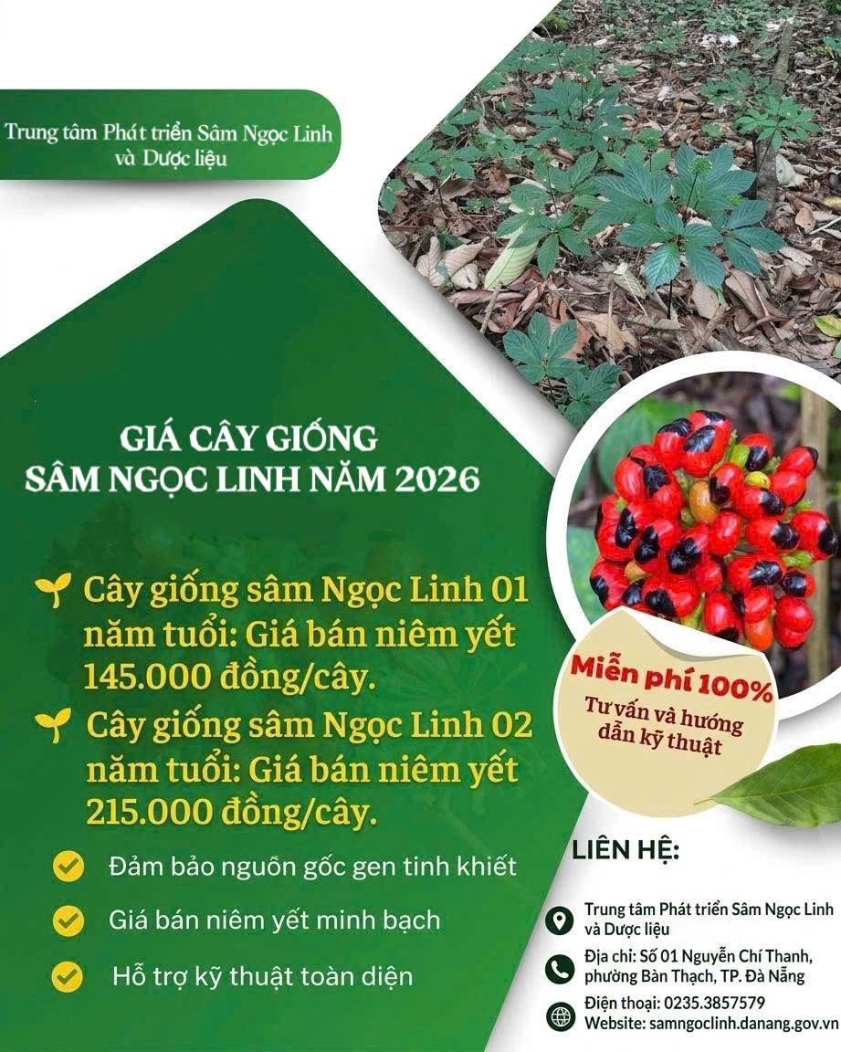 Nâng tầm thương hiệu "Quốc bảo" Sâm Ngọc Linh: Đồng bộ động lực sinh thái và tầm nhìn chiến lược