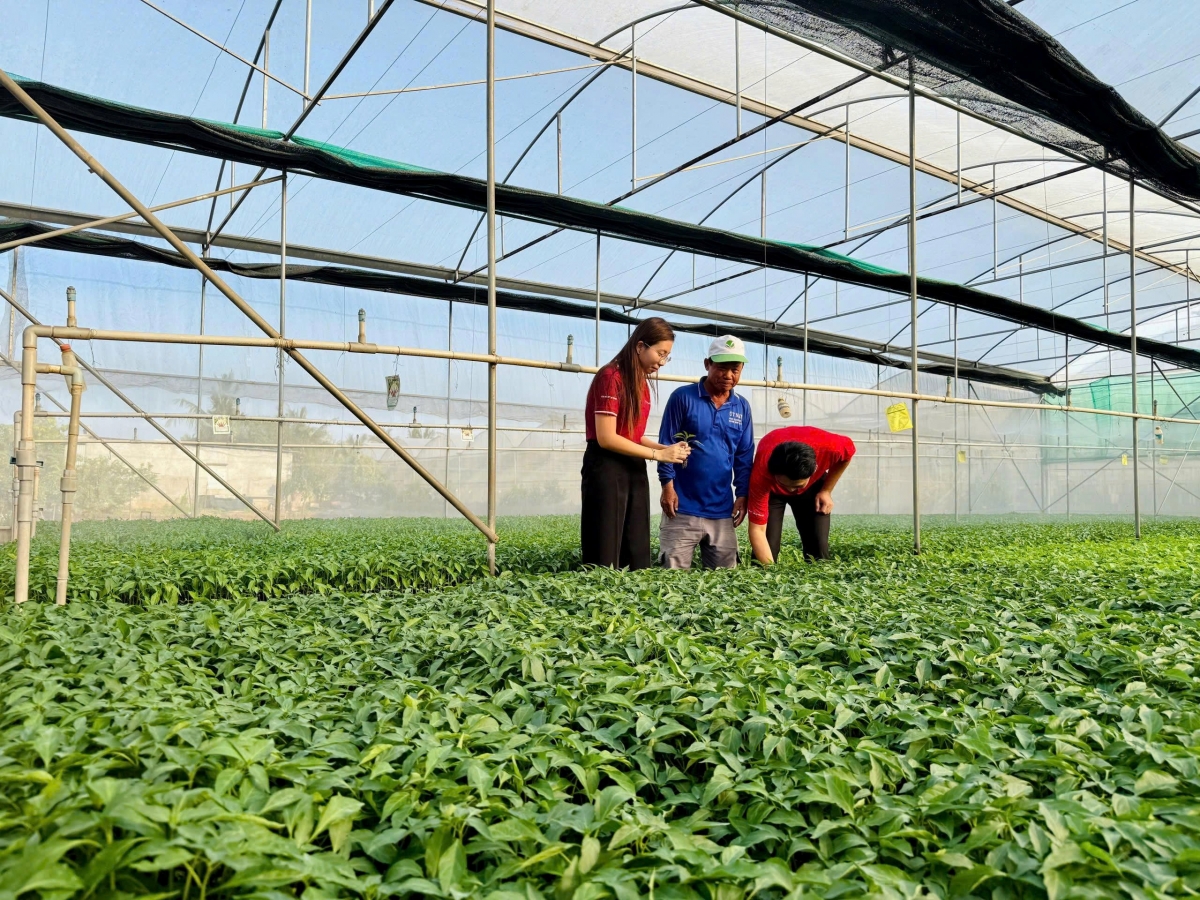 Cán hộ Agribank Chi nhánh Tân Châu An Giang đến thăm trại ươm giống của ông Út Nay