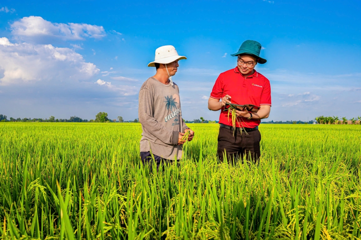 Agribank tham gia triển khai Đề án phát triển 1 triệu hecta lúa chất lượng cao, phát thải thấp tại Đồng bằng sông Cửu Long