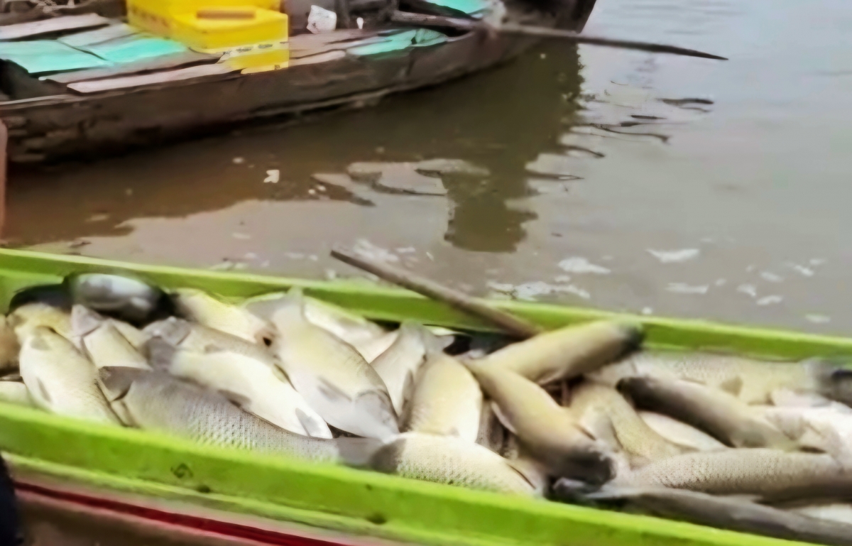 Hồ Trị An trước thách thức bảo đảm môi trường nuôi trồng thủy sản Hồ Trị An trước thách thức bảo đảm môi trường nuôi trồng thủy sản