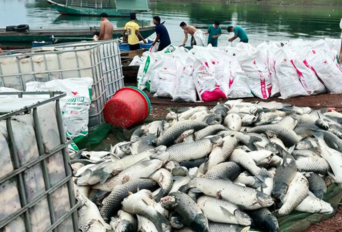 Hồ Trị An trước thách thức bảo đảm môi trường nuôi trồng thủy sản Hồ Trị An trước thách thức bảo đảm môi trường nuôi trồng thủy sản