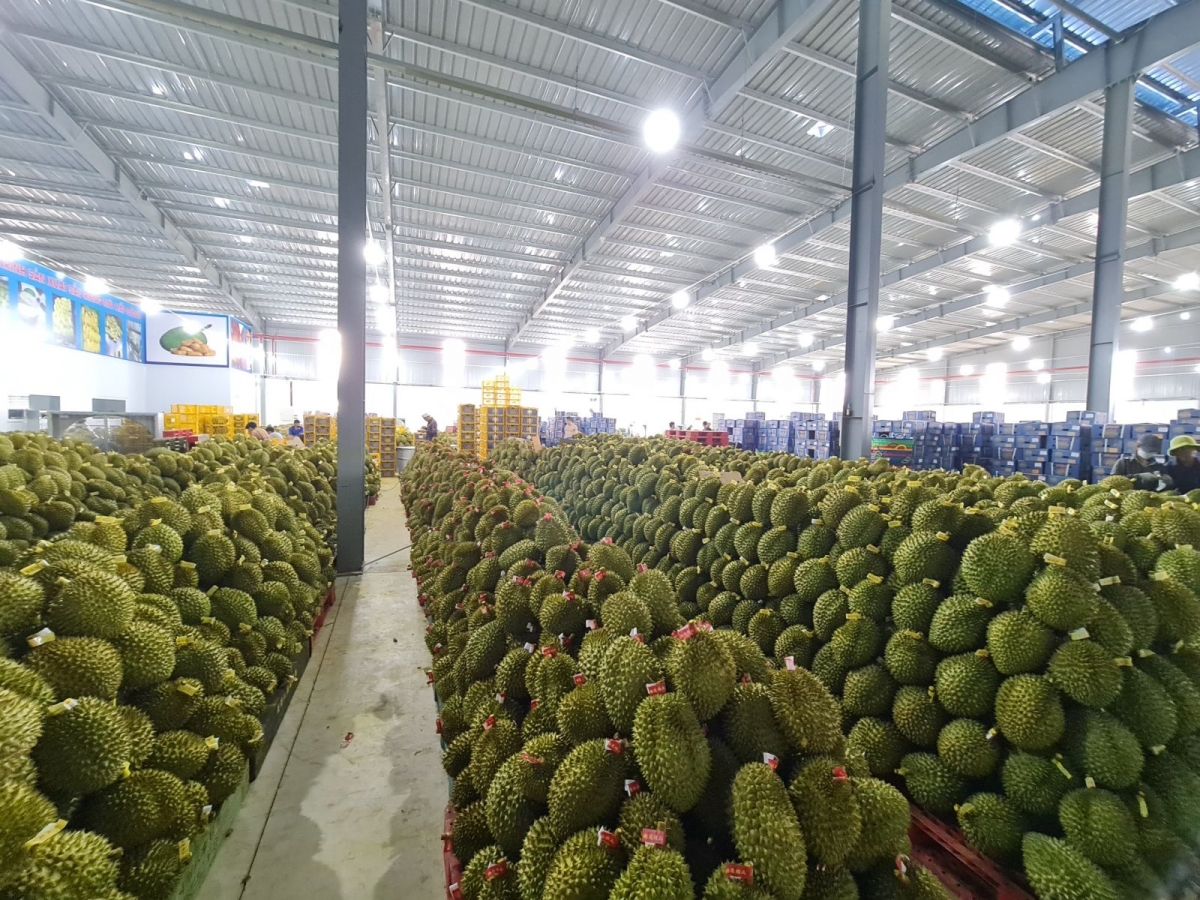 Đắk Lắk tăng tốc chuẩn bị Lễ hội Sầu riêng 2026, hướng tới quảng bá nông nghiệp xanh