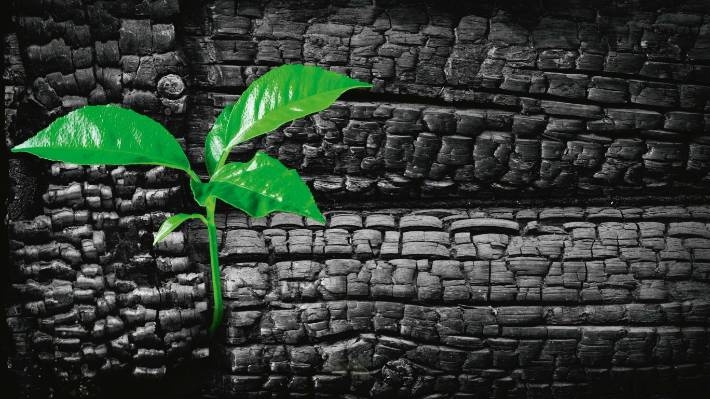 Than sinh học ngày càng được ứng dụng rộng rãi nhờ những đặc tính nổi trội 