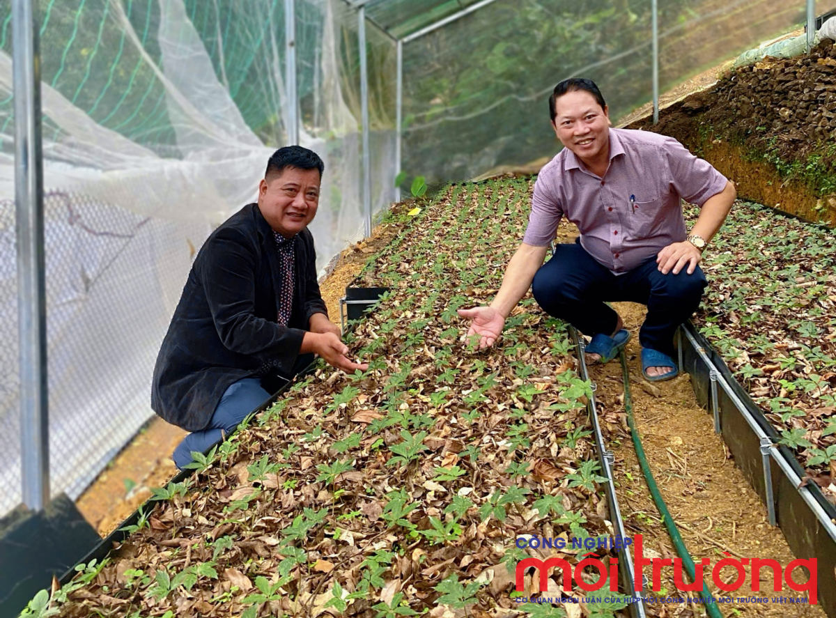 Nhiều doanh nghiệp đang tham gia phát triển vùng nguyên liệu và kết nối sản phẩm sâm Ngọc Linh với thị trường