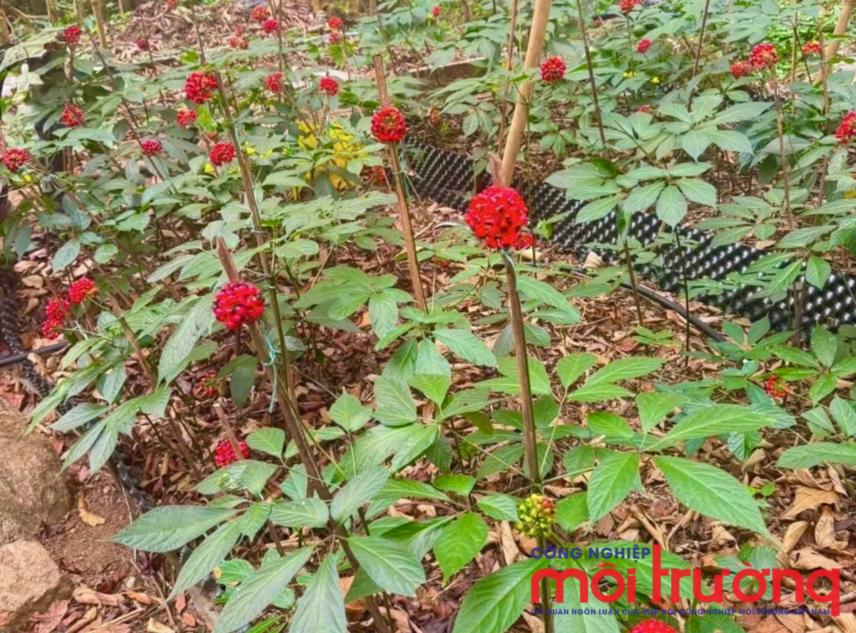 Những chùm quả sâm Ngọc Linh chín đỏ rực dưới tán rừng già. Theo người dân địa phương, môi trường rừng nguyên sinh quyết định phần lớn chất lượng của cây sâm