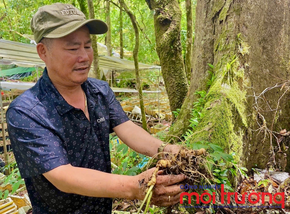 Anh Tùng – một trong những người Kinh đầu tiên được bố Lim tạo điều kiện tiếp cận vùng trồng sâm ở Trà Linh