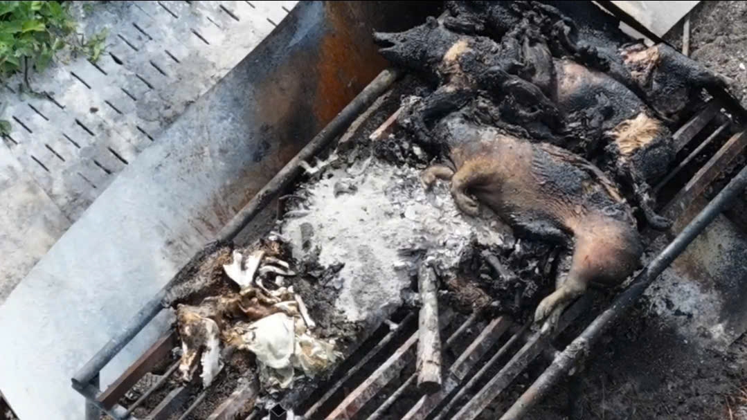 Gia Lai: Cần nâng cao trách nhiệm bảo vệ môi trường trong chăn nuôi heo, góp phần thúc đẩy ngành công nghiệp môi trường
