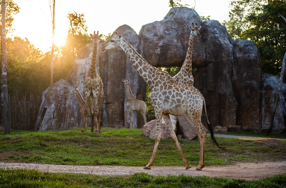 Nắm giữ “kỷ lục kép” thế giới - Vinpearl Safari Phú Quốc “khủng” cỡ nào?