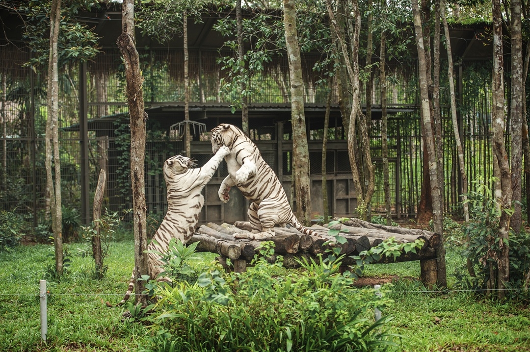 Nắm giữ “kỷ lục kép” thế giới - Vinpearl Safari Phú Quốc “khủng” cỡ nào?