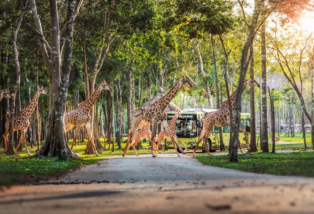 Nắm giữ “kỷ lục kép” thế giới - Vinpearl Safari Phú Quốc “khủng” cỡ nào?