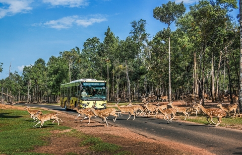 Nắm giữ 'kỷ lục kép' thế giới - Vinpearl Safari Phú Quốc 'khủng' cỡ nào?