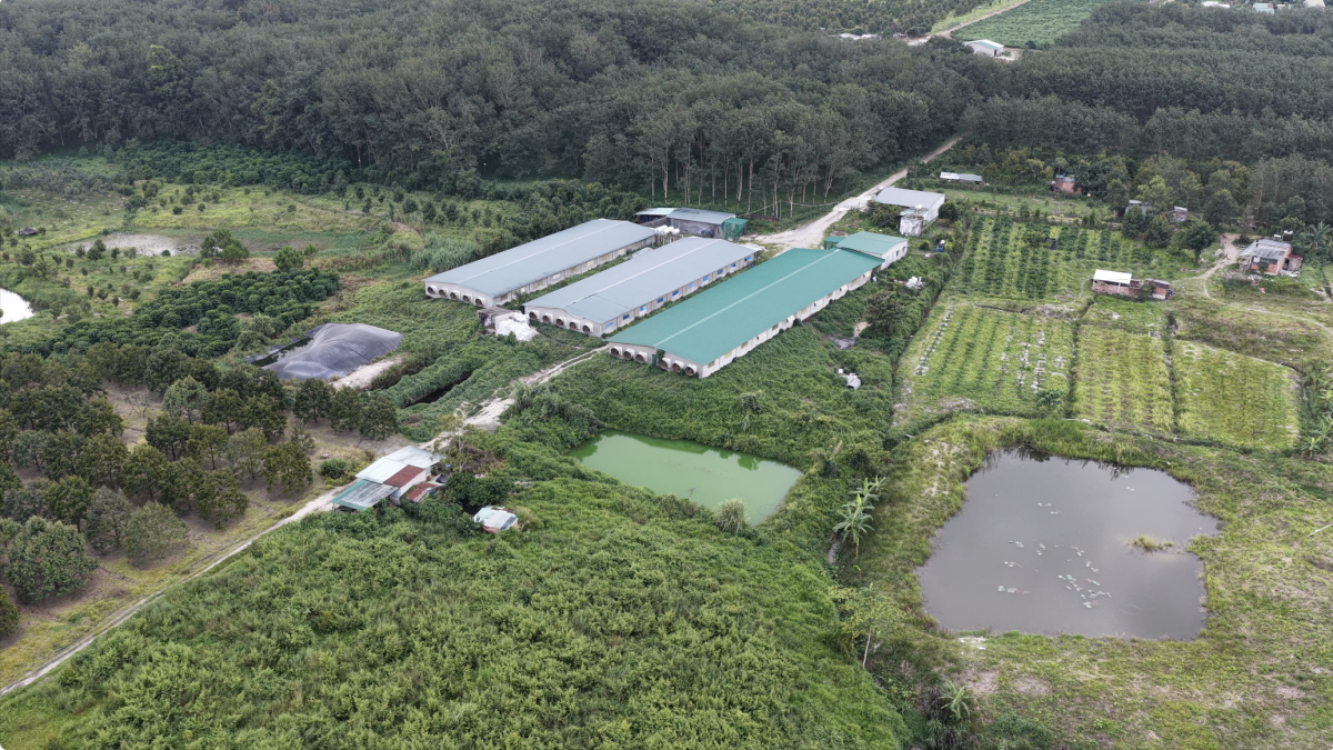 Xã Dục Nông (Quảng Ngãi): Sau xử phạt, yêu cầu các trang trại chăn nuôi khắc phục ô nhiễm môi trường