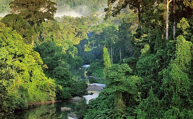 Anh cam kết tài trợ dự án đo lượng CO2 tại rừng Amazon