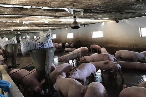 Xả thải làm cá chết, chủ trang trại lợn tại Đắk Nông bị xử phạt 110 triệu đồng