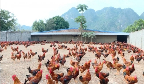 Lạng Sơn: Phát triển chăn nuôi tập trung gắn với bảo vệ môi trường