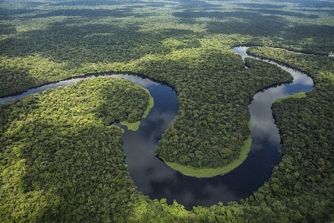 Rừng nhiệt đới đang mất dần khả năng hấp thụ CO2