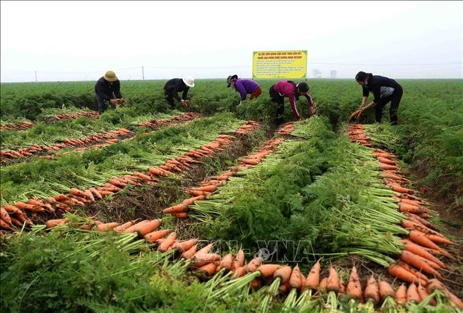 Phát triển nền nông nghiệp xanh ở vùng Đồng bằng sông Hồng