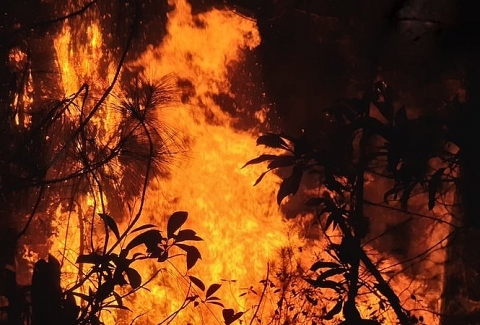 Hàng nghìn người trắng đêm dập lửa cứu rừng Nghệ An, Hà Tĩnh