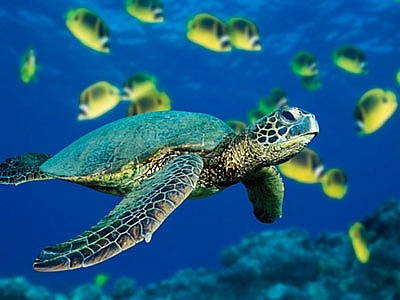 Bảo tồn các loài rùa nguy cấp của Việt Nam