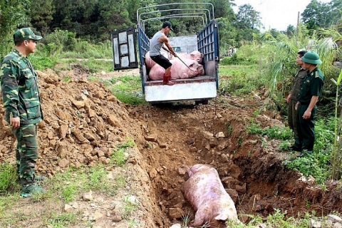 Giám sát chất lượng môi trường tại nơi chôn lấp lợn bệnh