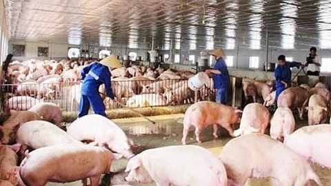 Vi phạm quy định về xử lý chất thải chăn nuôi bị phạt đến 25 triệu