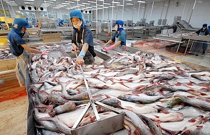 Tháo gỡ khó khăn cho doanh nghiệp xuất khẩu cá tra