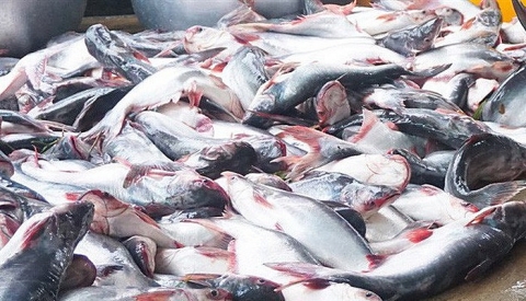 Tiền đề vững chắc đưa cá tra vào thị trường Mỹ