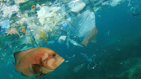 Mỹ đứng thứ ba trên toàn cầu về gây ô nhiễm nhựa ven biển