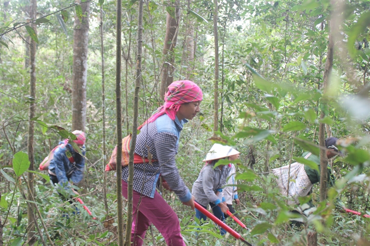 Điện Biên: Đa dạng hình thức tuyên truyền quản lý, bảo vệ rừng