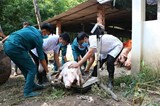 Việt Nam sản xuất thành công vaccine phòng dịch tả lợn châu Phi