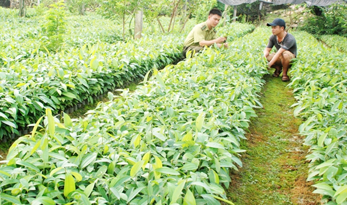 Lào Cai: Phấn đấu hoàn thành mục tiêu trồng rừng năm 2018