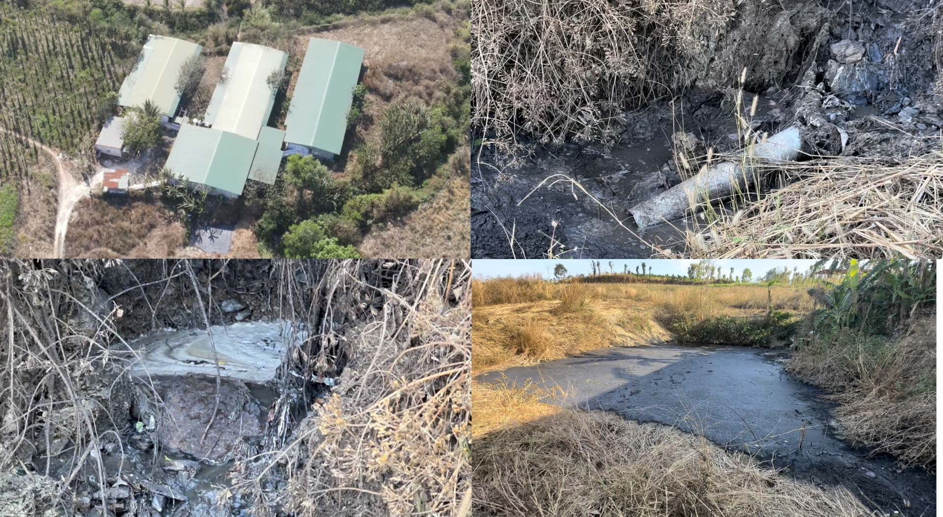 Huyện Cư Jút (Đắk Nông): Xử phạt trại heo xả thải vượt quy chuẩn về kỹ thuật chất thải ra môi trường