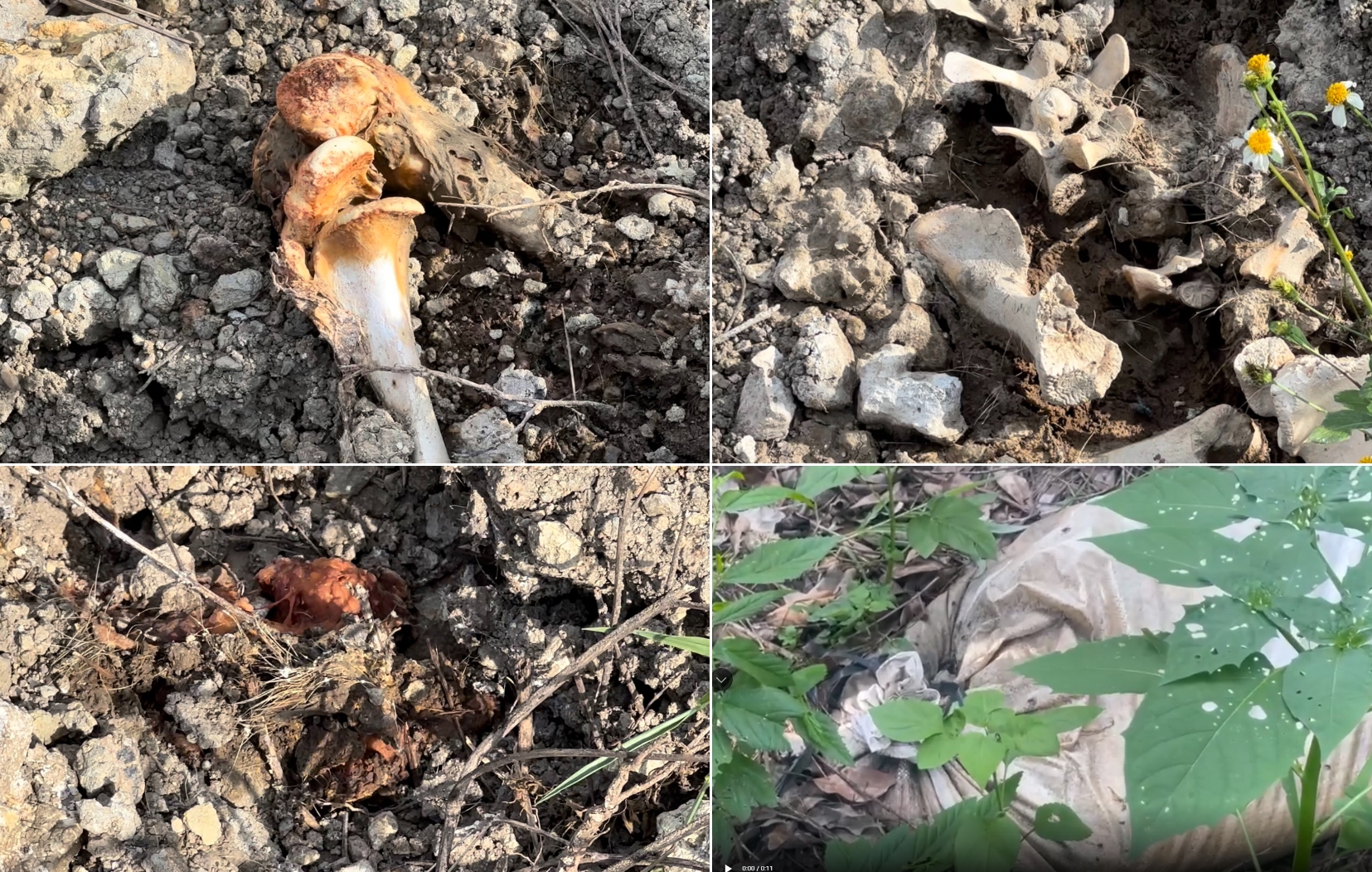 Huyện Chư Sê (Gia Lai): Nước thải đen ngòm, bốc mùi nồng nặc từ trại heo chảy ra mương nước Huyện Chư Sê (Gia Lai): Nước thải đen ngòm, bốc mùi nồng nặc từ trại heo chảy ra mương nước