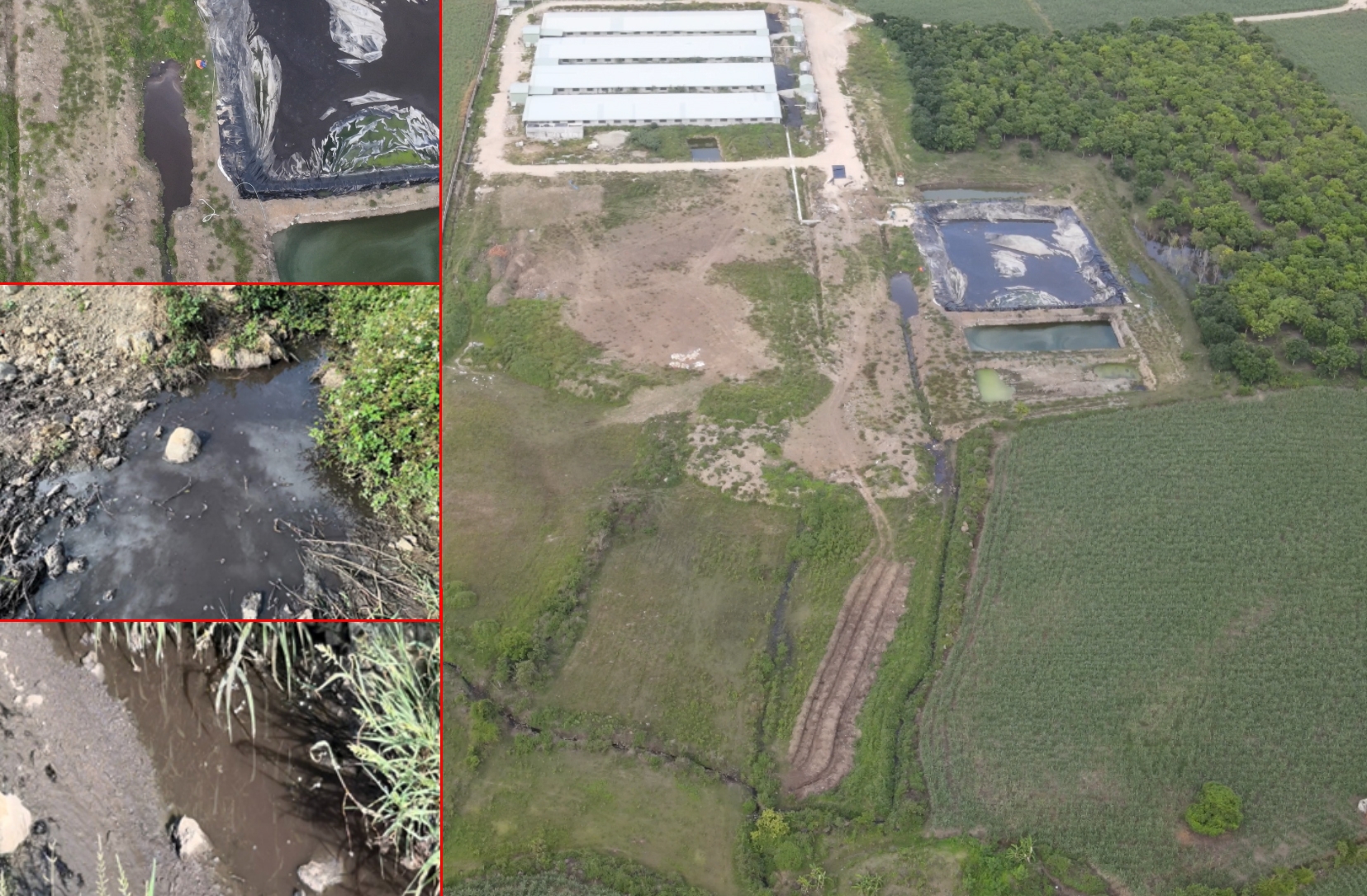 Huyện Chư Sê (Gia Lai): Nước thải đen ngòm, bốc mùi nồng nặc từ trại heo chảy ra mương nước Huyện Chư Sê (Gia Lai): Nước thải đen ngòm, bốc mùi nồng nặc từ trại heo chảy ra mương nước