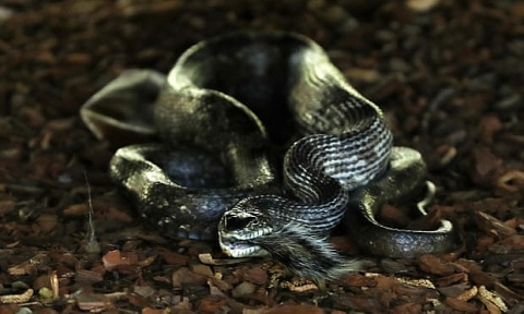 Số ca rắn cắn ở Mỹ tăng đột biến, nghi do biến đổi khí hậu