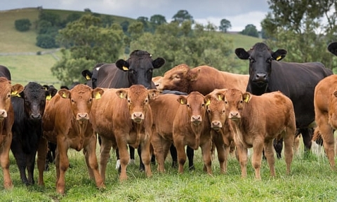 Bảo vệ môi trường, đại học của Anh Quốc cấm sử dụng thịt bò