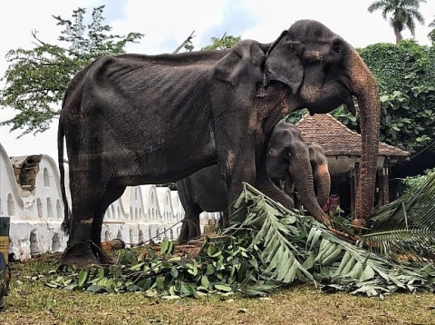 Hình ảnh gây sốc, vạch trần sự thật về voi "dịch vụ" ở Sri Lanka