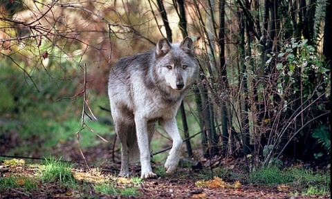Chính quyền giết sói, cộng đồng bảo vệ động vật phản đối kịch liệt
