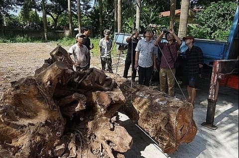 Hà Nội tổ chức lại buổi đấu giá gỗ sưa của thôn Phụ Chính