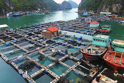 Quảng Ninh xử lý dứt điểm vi phạm lấn chiếm bãi triều để nuôi trồng thủy sản