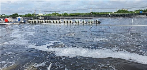 Thời tiết bất lợi tác động tới môi trường nước, hơn 2.000ha tôm nuôi ở Sóc Trăng, Trà Vinh bị thiệt hại