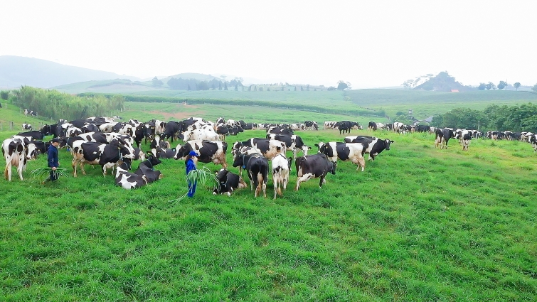 Thiên đường sữa trên thảo nguyên xanh Mộc Châu, dự án “khủng” của 2 ông lớn ngành sữa Thiên đường sữa trên thảo nguyên xanh Mộc Châu, dự án “khủng” của 2 ông lớn ngành sữa