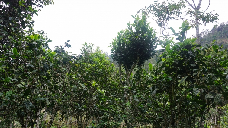 Mở rộng cửa cho Trà Shan Việt ra thế giới Mở rộng cửa cho Trà Shan Việt ra thế giới